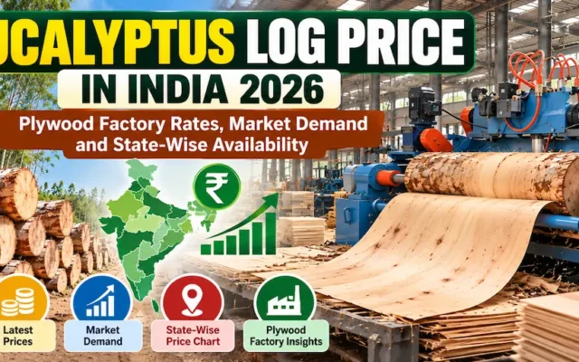 Eucalyptus Log Prices in India 2026